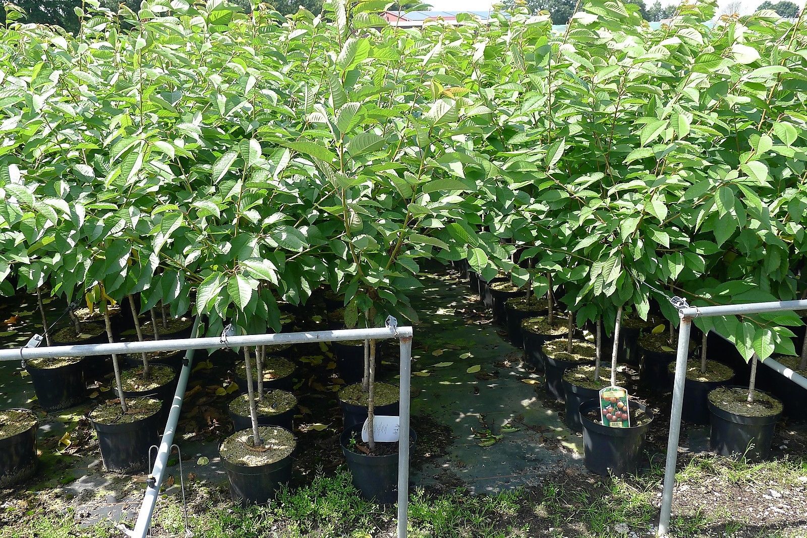 Süßkirsche „Lapins“ – selbstfruchtend, im Topf, Größe wählbar