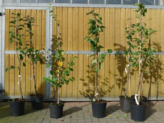 Terrassenobst Gellerts Butterbirne 80–120 cm – saftiger Birnbaum, Busch kleinbleibend