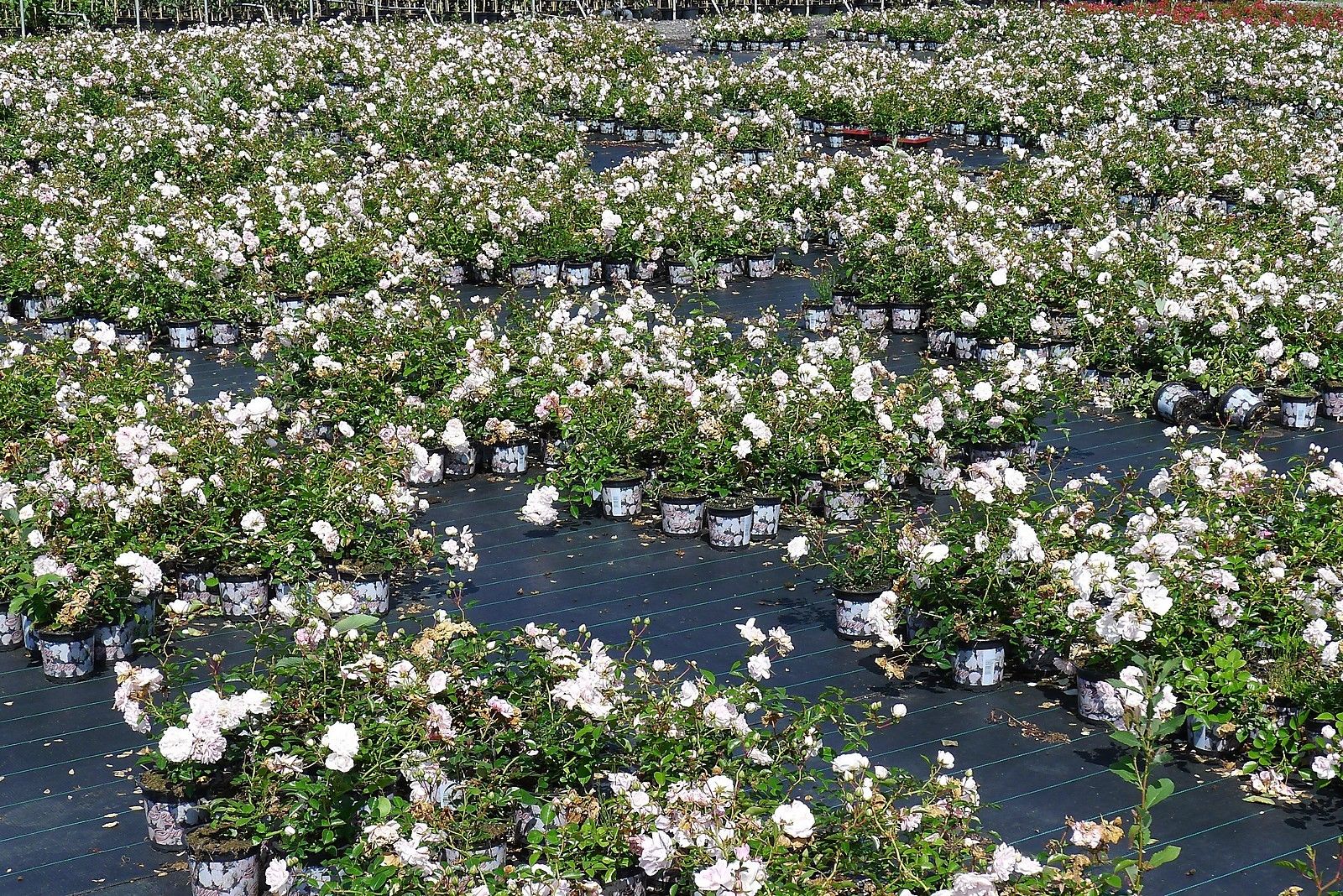 10 x Rosa Sea Foam Bodendecker Rose öfter blühend 20/30cm