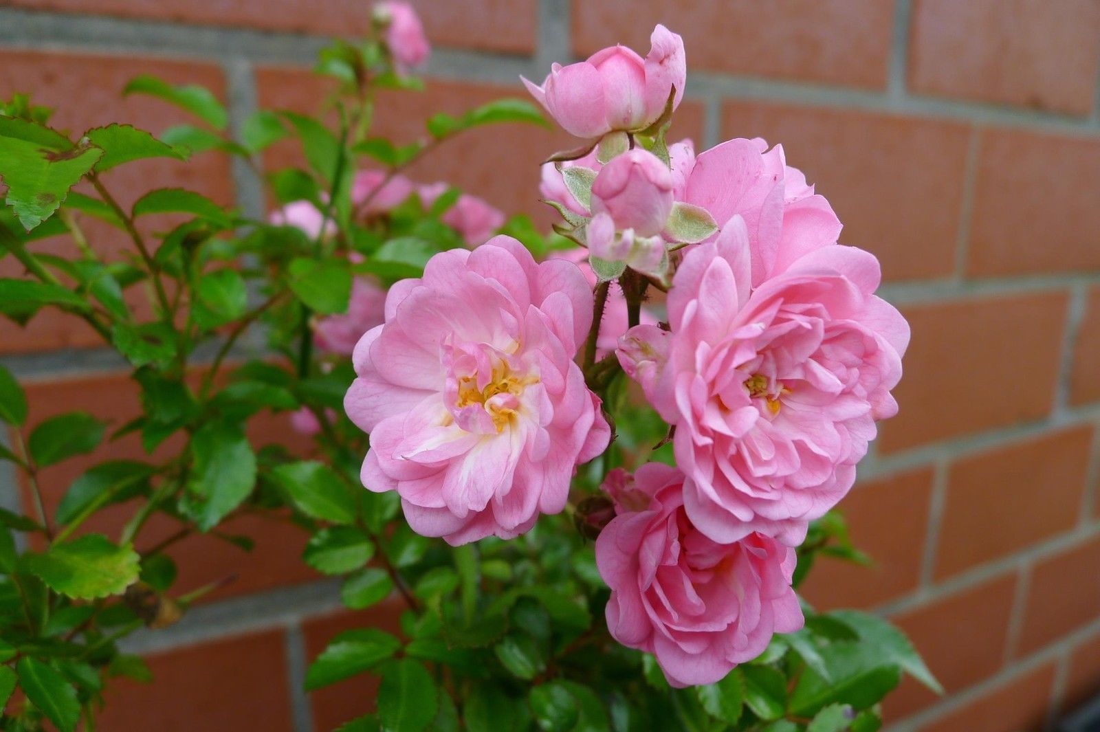 10x The Fairy wunderschön robust reich rosa blühend Bodendecker Rose 20-30 cm