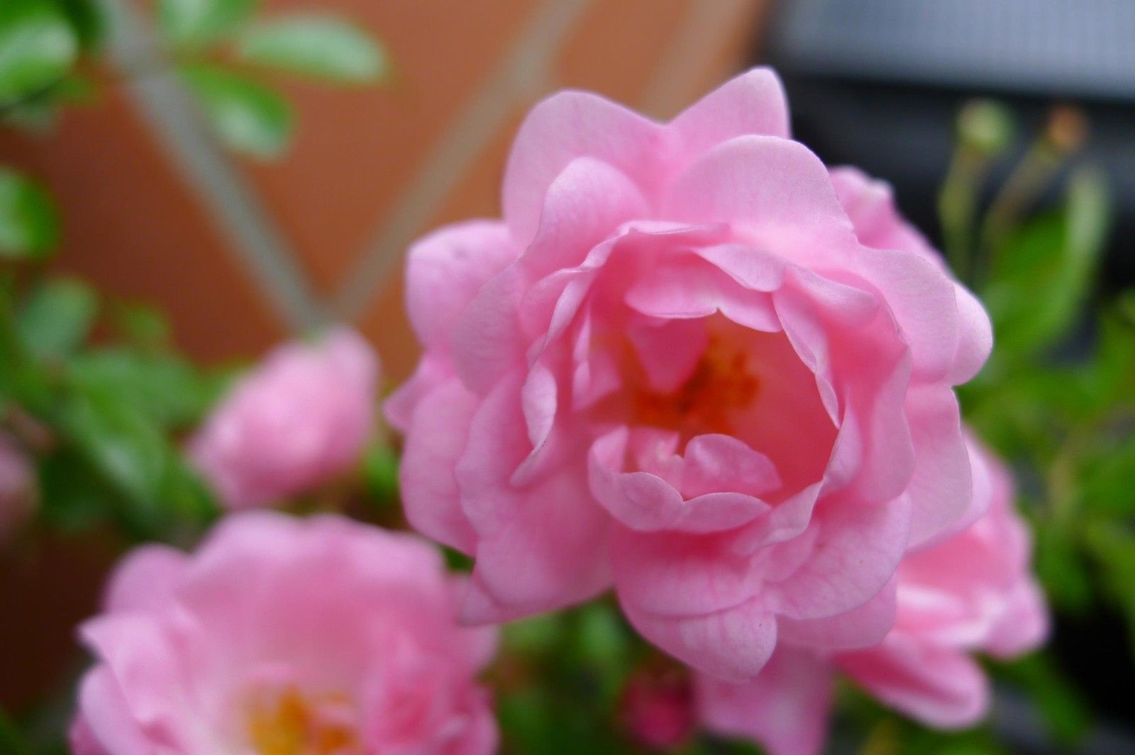 10x The Fairy wunderschön robust reich rosa blühend Bodendecker Rose 20-30 cm