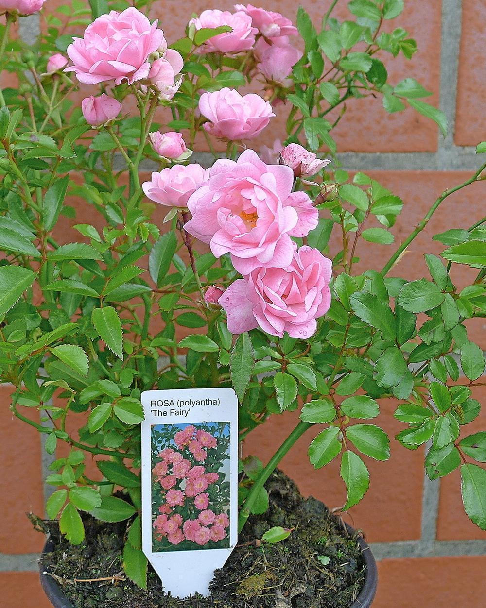 10x The Fairy wunderschön robust reich rosa blühend Bodendecker Rose 20-30 cm