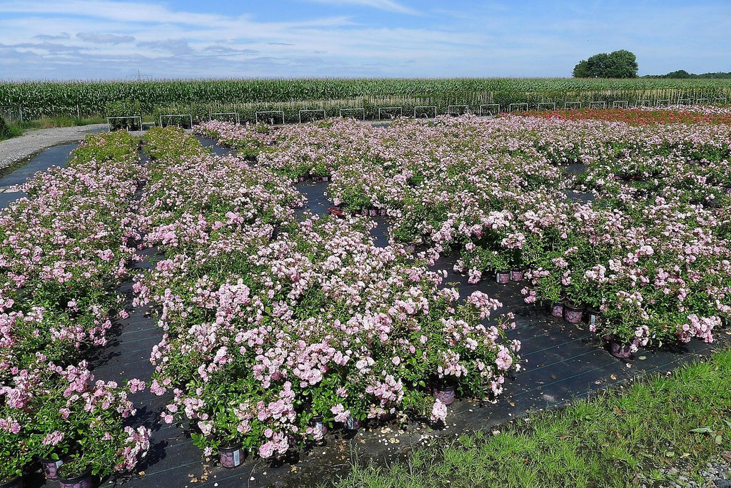 10x The Fairy wunderschön robust reich rosa blühend Bodendecker Rose 20-30 cm