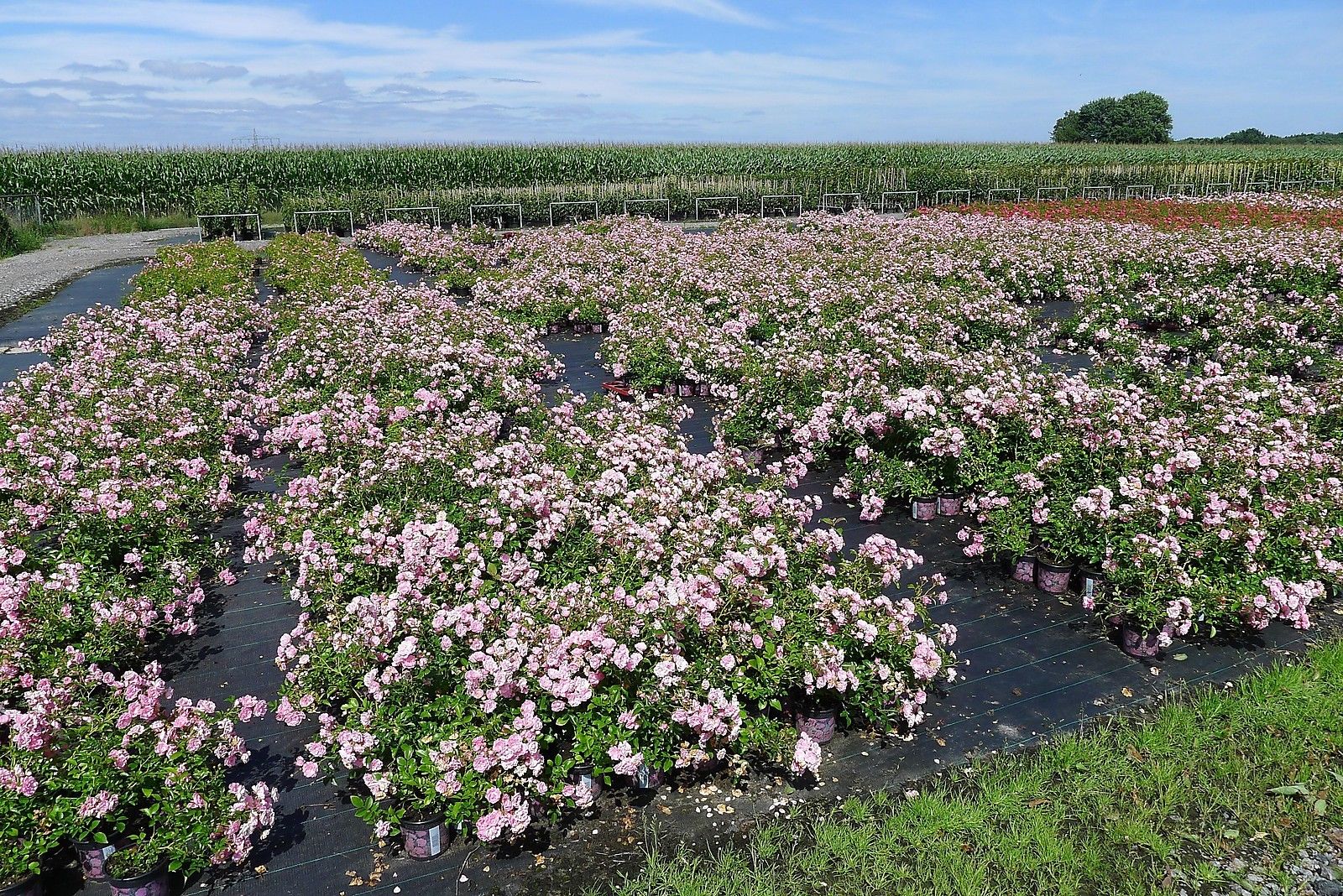 10x The Fairy wunderschön robust reich rosa blühend Bodendecker Rose 20-30 cm