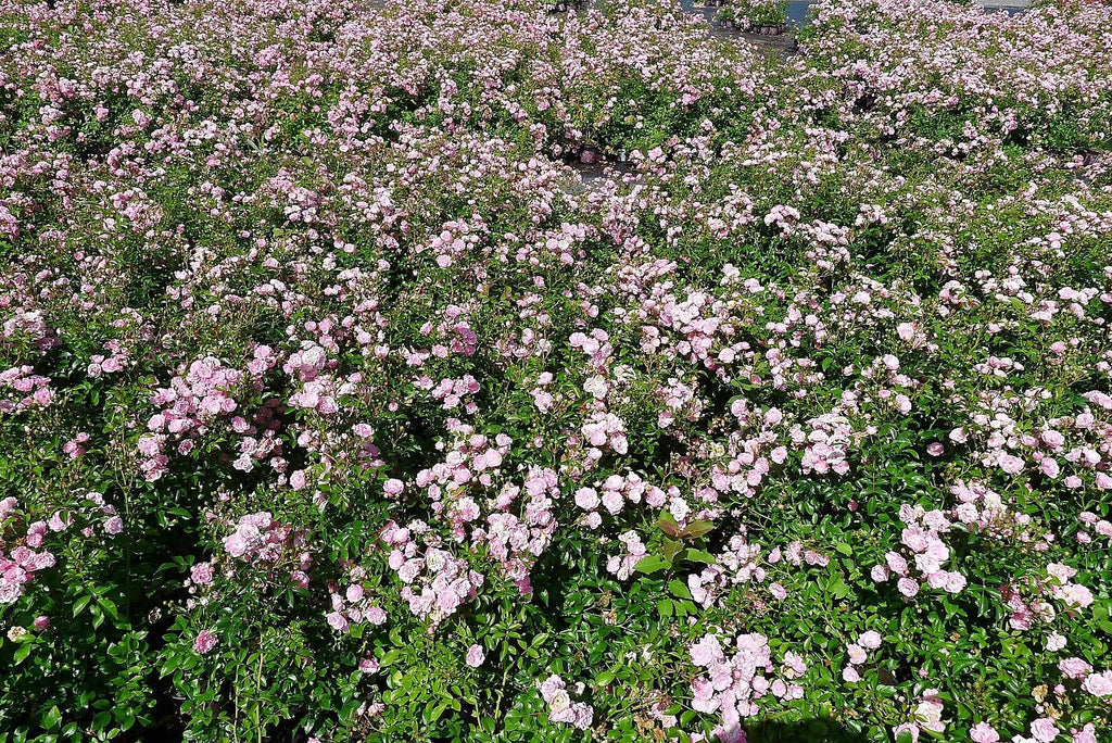 10x The Fairy wunderschön robust reich rosa blühend Bodendecker Rose 20-30 cm