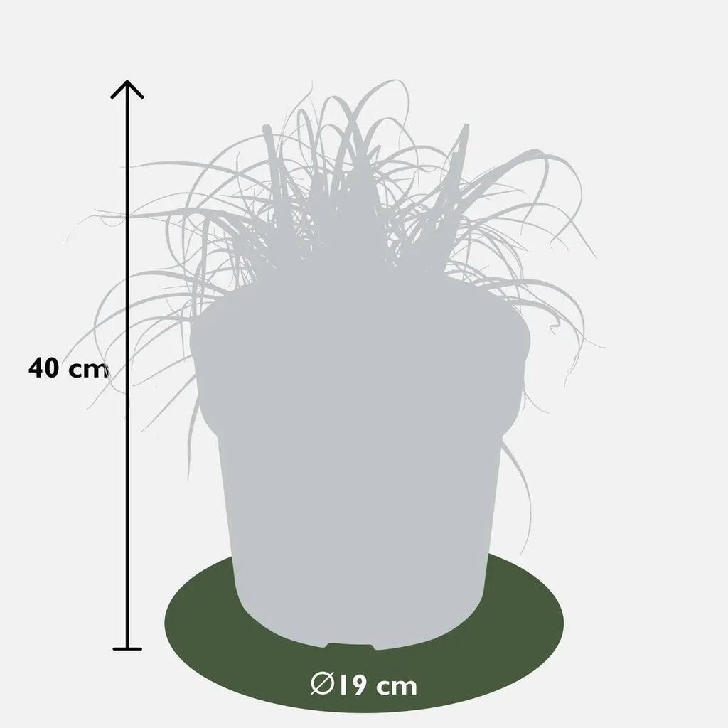Uncinia rubra ‘Everflame’ Zier-Gras Segge - Ø19cm - ↕40cm - Pille Gartenwelt