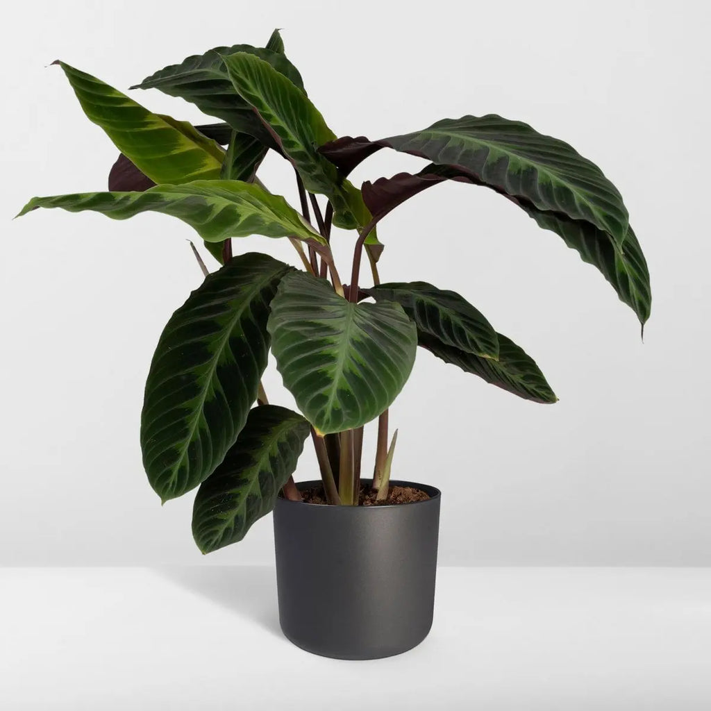 Calathea Warscewiczii - Pfauenpflanze - Ø19cm - ↕70cm MEERgroothandel Planten