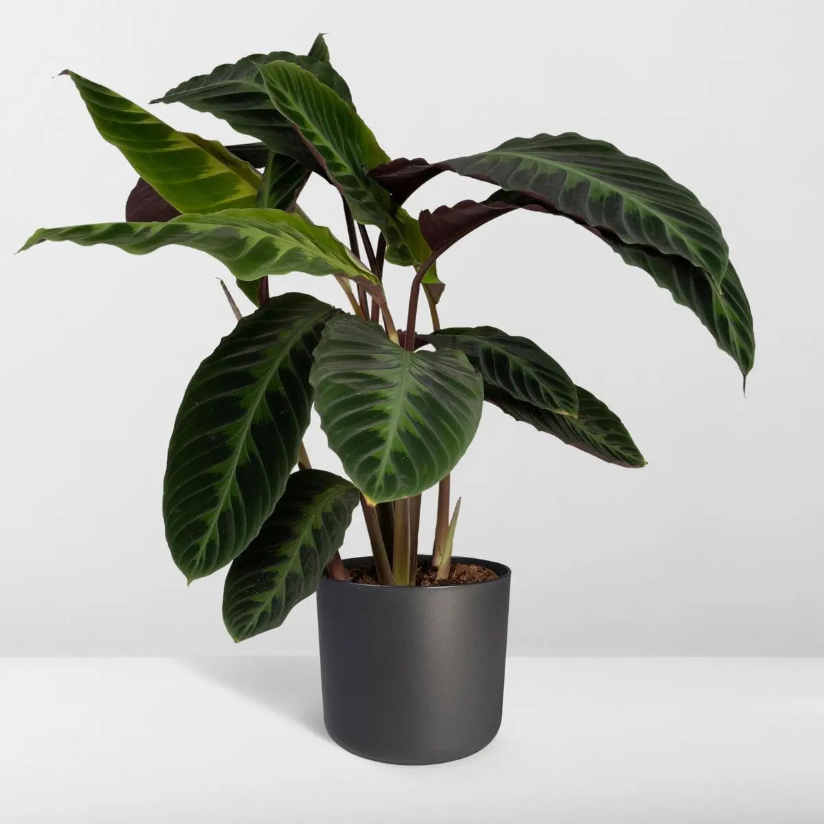 Calathea Warscewiczii - Pfauenpflanze - Ø19cm - ↕70cm MEERgroothandel Planten