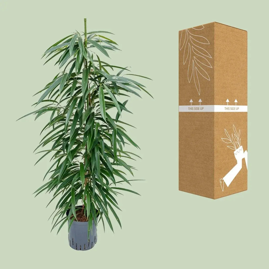 Ficus Binnendijkii 'alii' (Hydro) - Ø18cm - ↕110 cm MEERgroothandel Planten