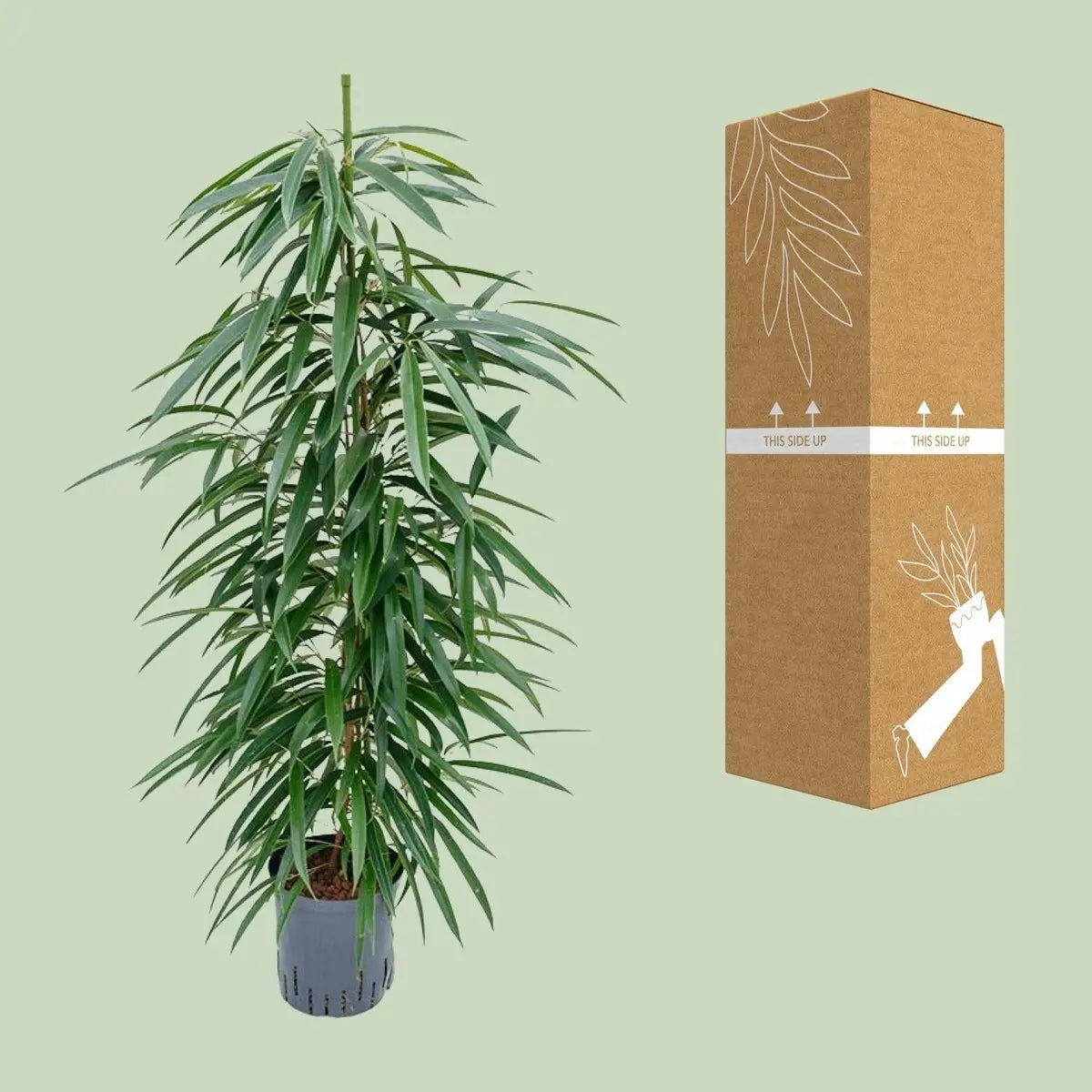 Ficus Binnendijkii 'alii' (Hydro) - Ø18cm - ↕110 cm MEERgroothandel Planten
