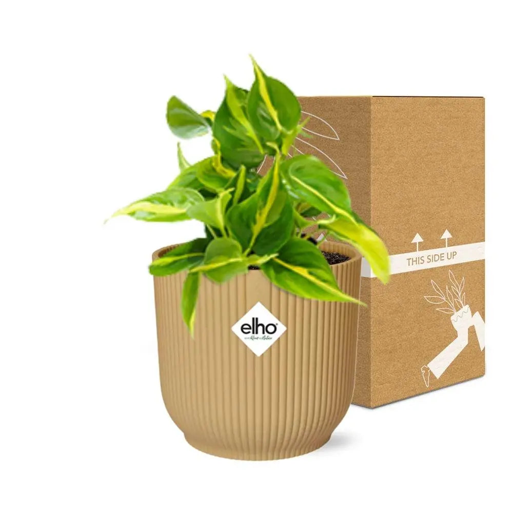 Philodendron klettern 'Brasilien' in Elho Vibes Fold 14 cm Geel MEERgroothandel Planten