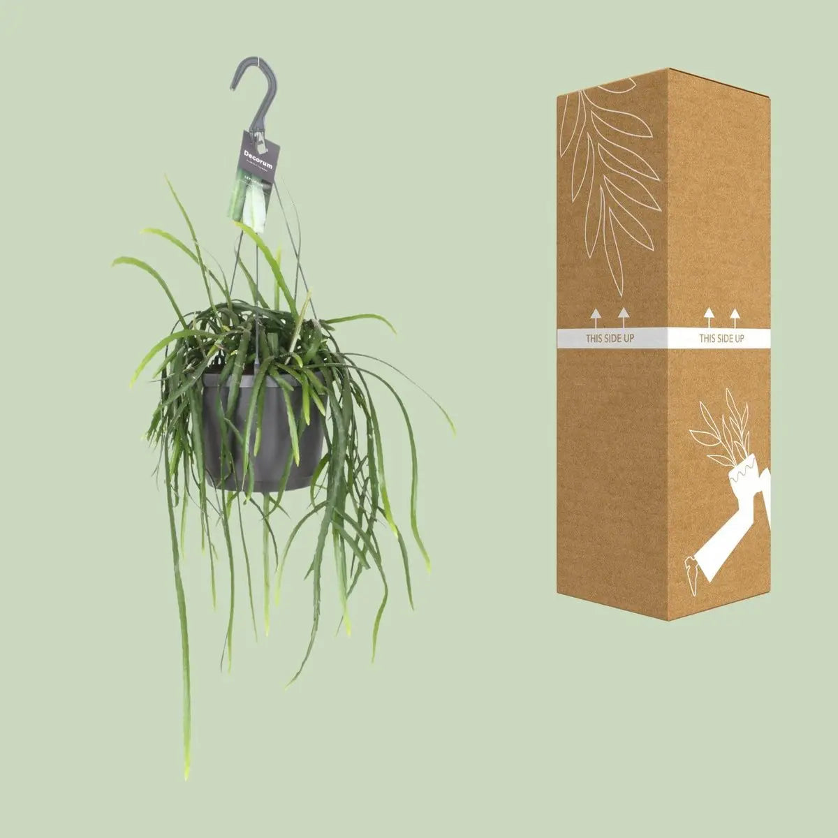 Der Container bolivianum - Ø7cm - ↕40 cm MEERgroothandel Planten