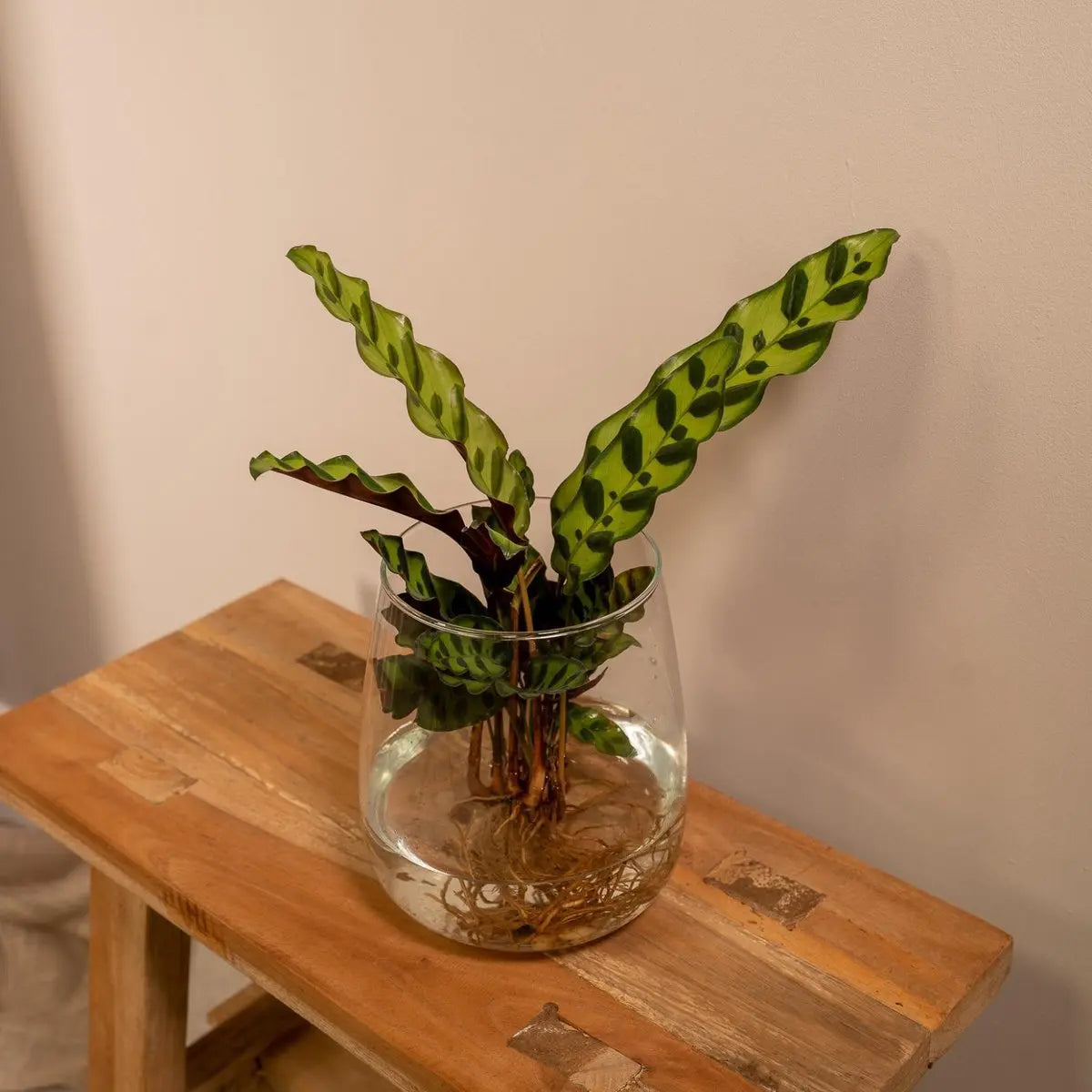 Calathea Insignis aus Kingstonglas - ø4cm - ↕30cm MEERgroothandel Planten