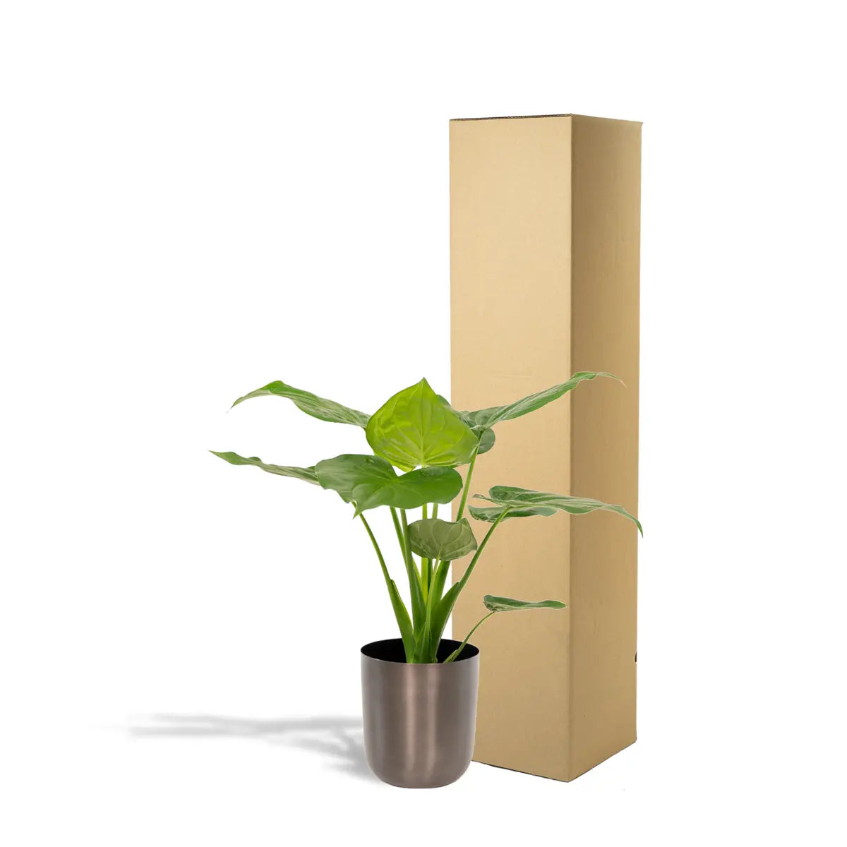 Alocasia cucullata - Ø19cm - ↕65cm + Pot Mayk Lead MEERgroothandel Planten