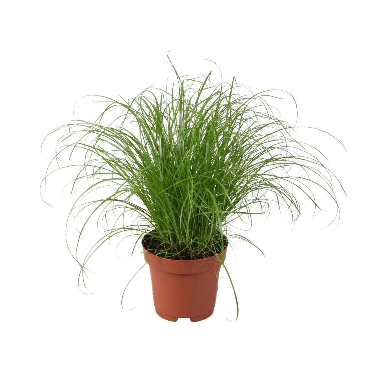 Paraplu-Gras Cyperus Alternifolius Zumula - Ø12cm - ↕28cm | Zier-Gras