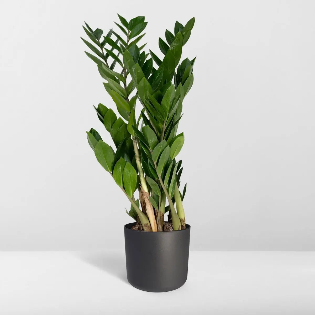 Zamioculcas Zamiifolia - Smaragdpalme - Ø17cm - ↕70cm MEERgroothandel Planten