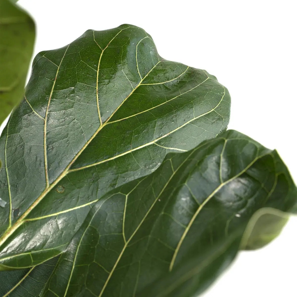 Ficus Lyrata - Gummipflanze - Ø21cm - ↕100cm MEERgroothandel Planten