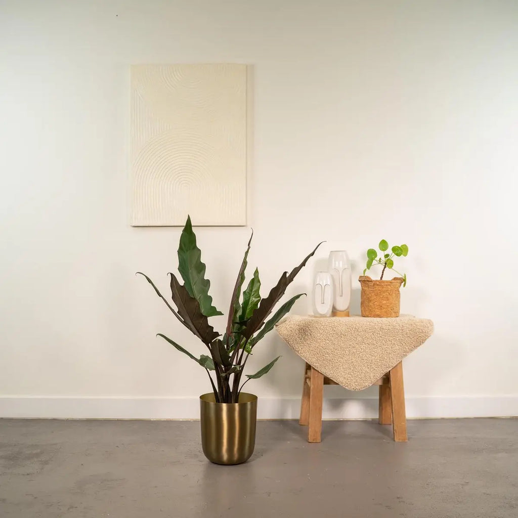 Alocasia Lauterbachiana – Ø19cm – ↕80cm MEERgroothandel Planten