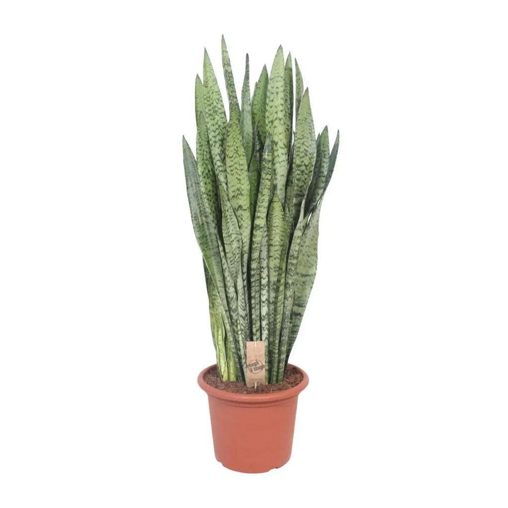Sansevieria zeylanica | [P30-H110] MEERgroothandel Planten