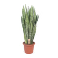 Sansevieria zeylanica | [P30-H110] MEERgroothandel Planten