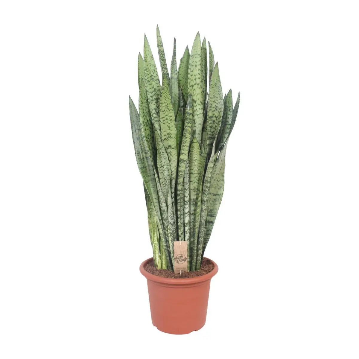 Sansevieria zeylanica | [P30-H110] MEERgroothandel Planten