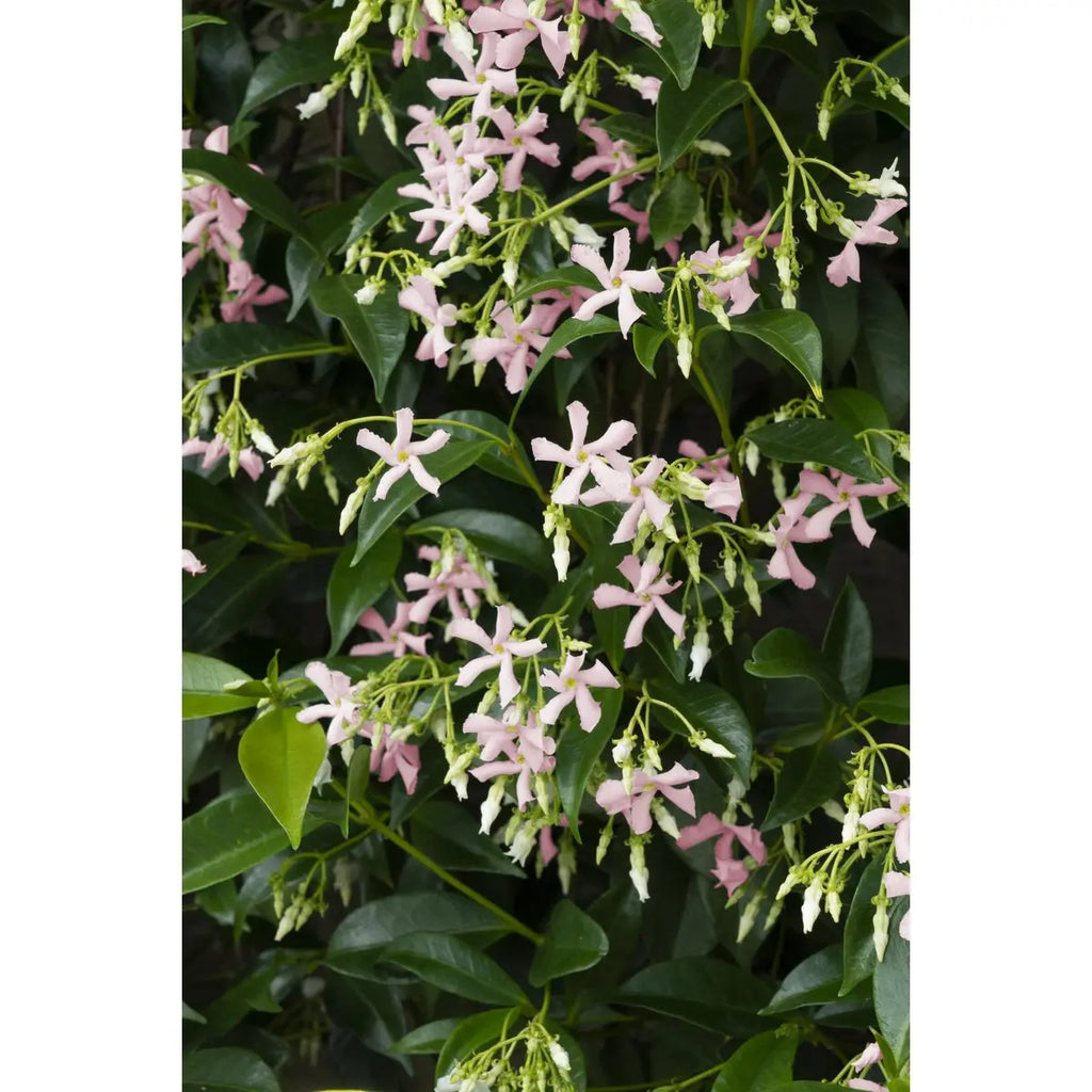 Sternjasmin Trachelospermum 'Star von Ibiza' - Toskaner Jasmin - Ø15cm - ↕65 cm