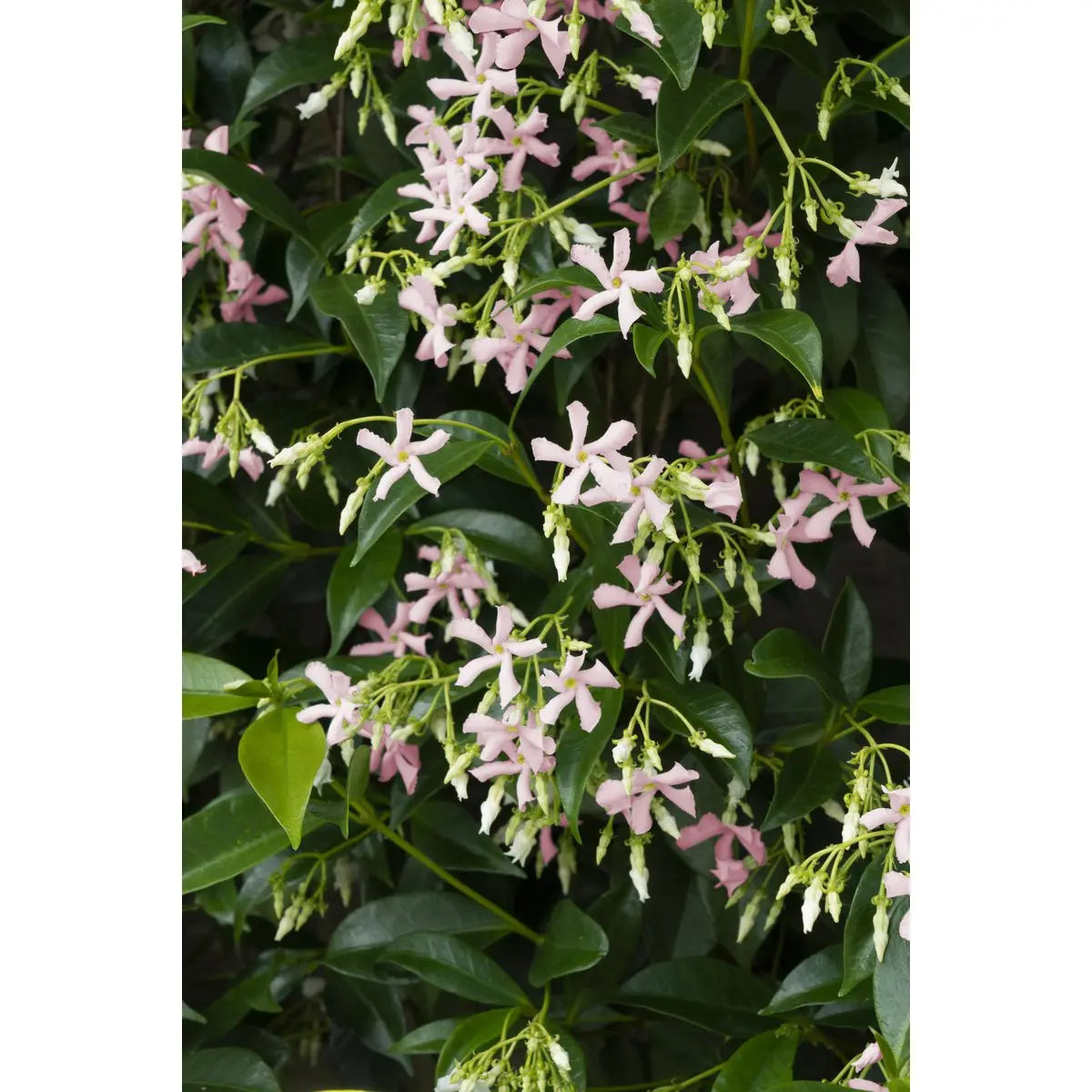 Sternjasmin Trachelospermum 'Star von Ibiza' - Toskaner Jasmin - Ø15cm - ↕65 cm