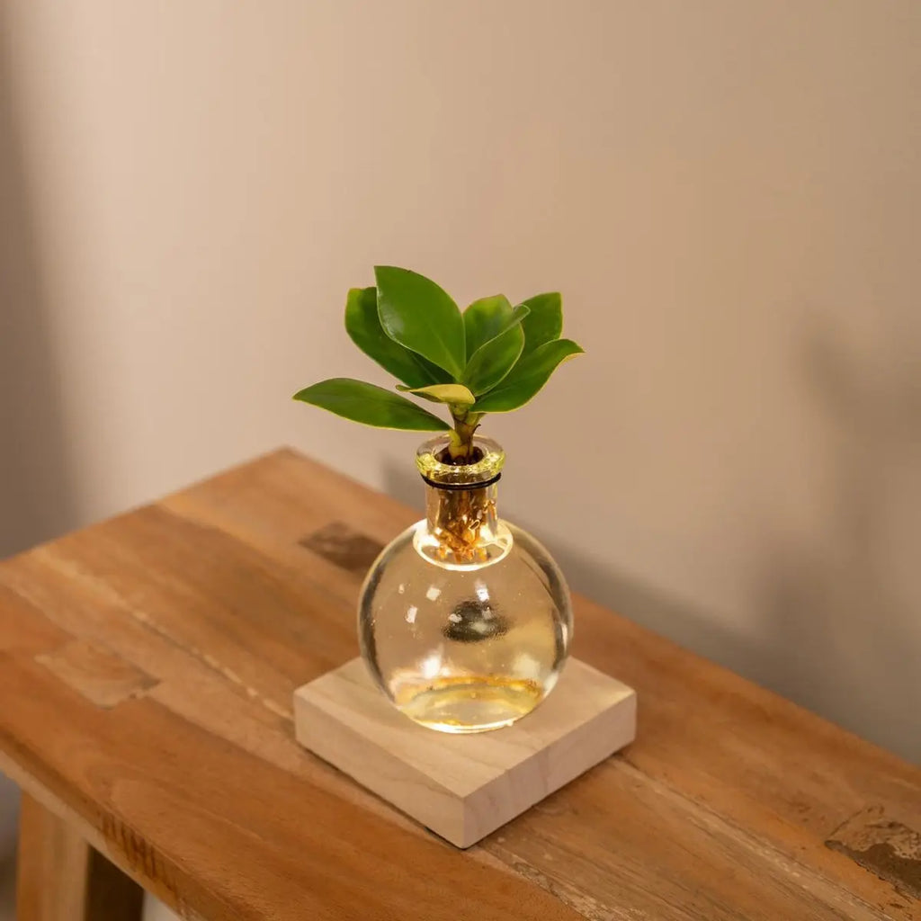 Clusia in Samoa -Glas mit LED -Beleuchtung - Ø4cm - ↕10 cm MEERgroothandel Planten