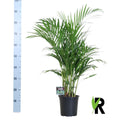 Dypsis Lutescens 120 - Ø19cm - ↕100 cm | Goldfruchtpalme