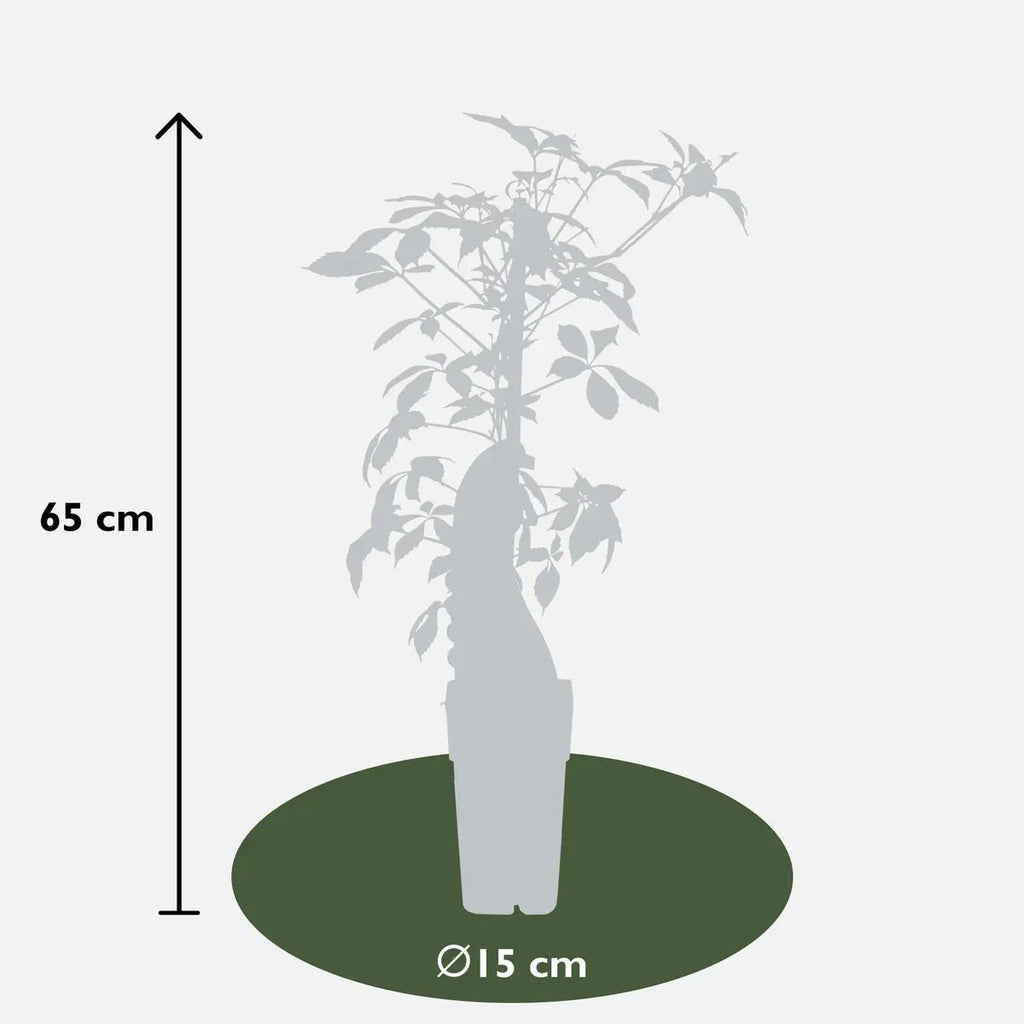 Wilder Wein Parthenocissus Henryana - Chinesische Jungfernrebe - Ø15cm - ↕65 cm - Pille Gartenwelt