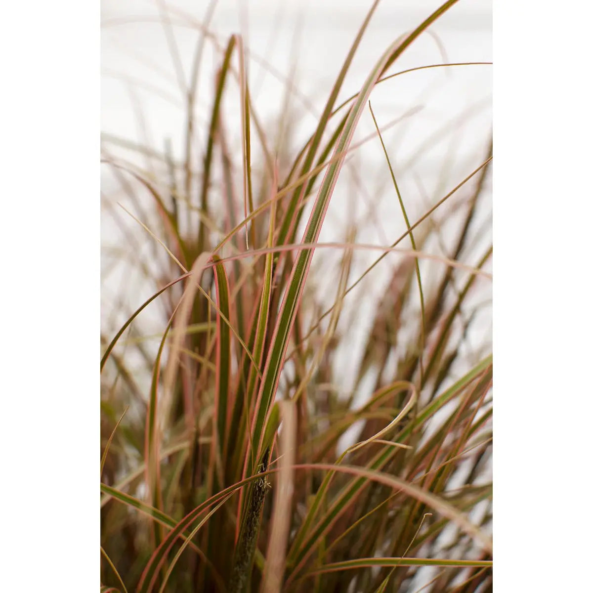 Uncinia rubra ‘Everflame’ Ziergras Mahaghoni-Gras - Ø19cm - ↕30-40cm