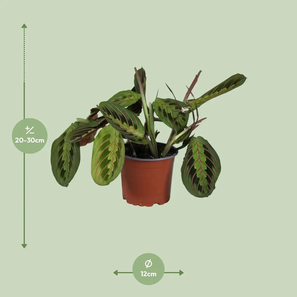 Gebetspflanze Maranta leuconeura ‘Fascinator’  - Ø12cm - ↕30 cm