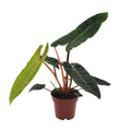 Philodendron Billietiae - Ø12cm - ↕25 cm MEERgroothandel Planten