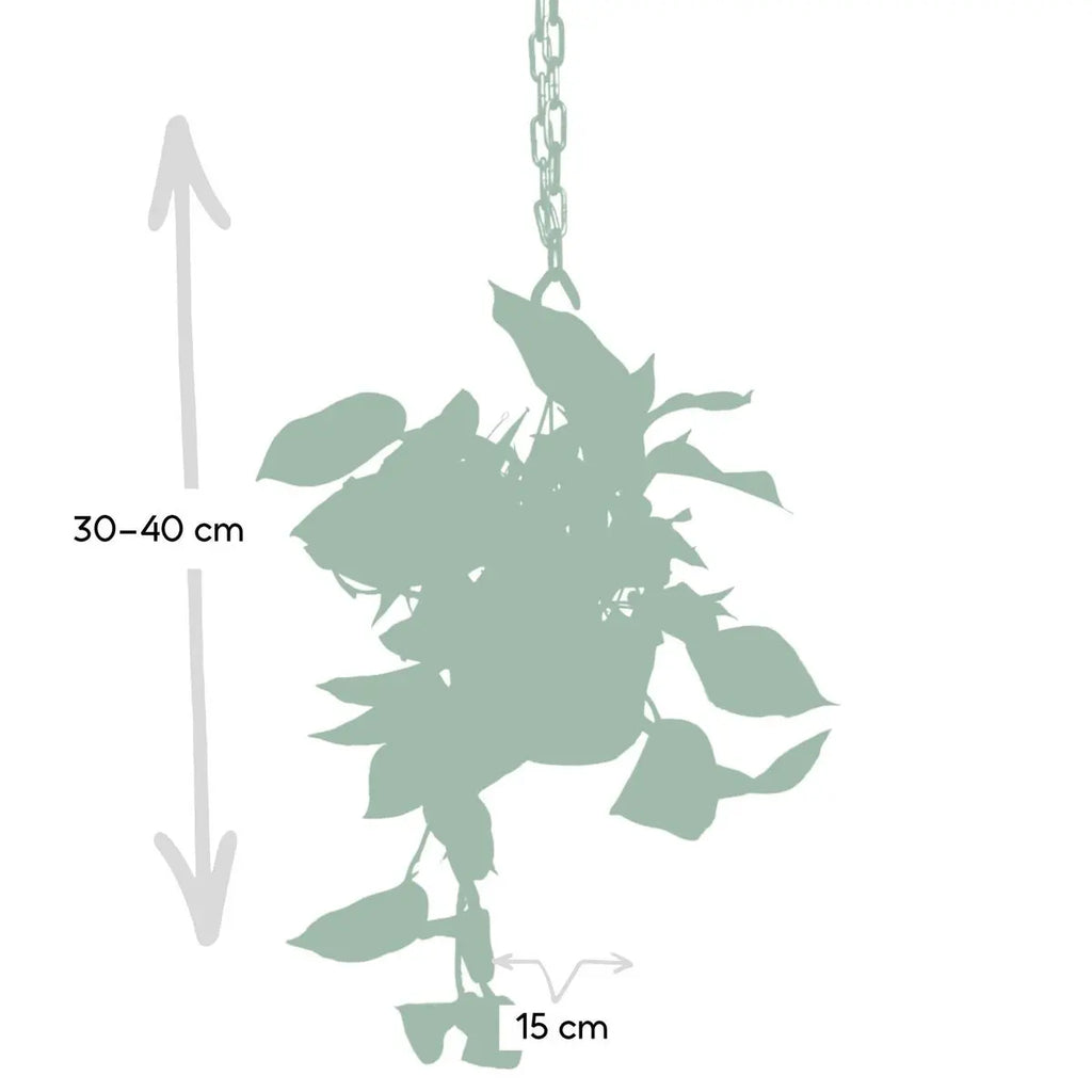 Epipremnum Marmorkönigin - Scindapsus - Ø15cm - ↕25cm - Pille Gartenwelt