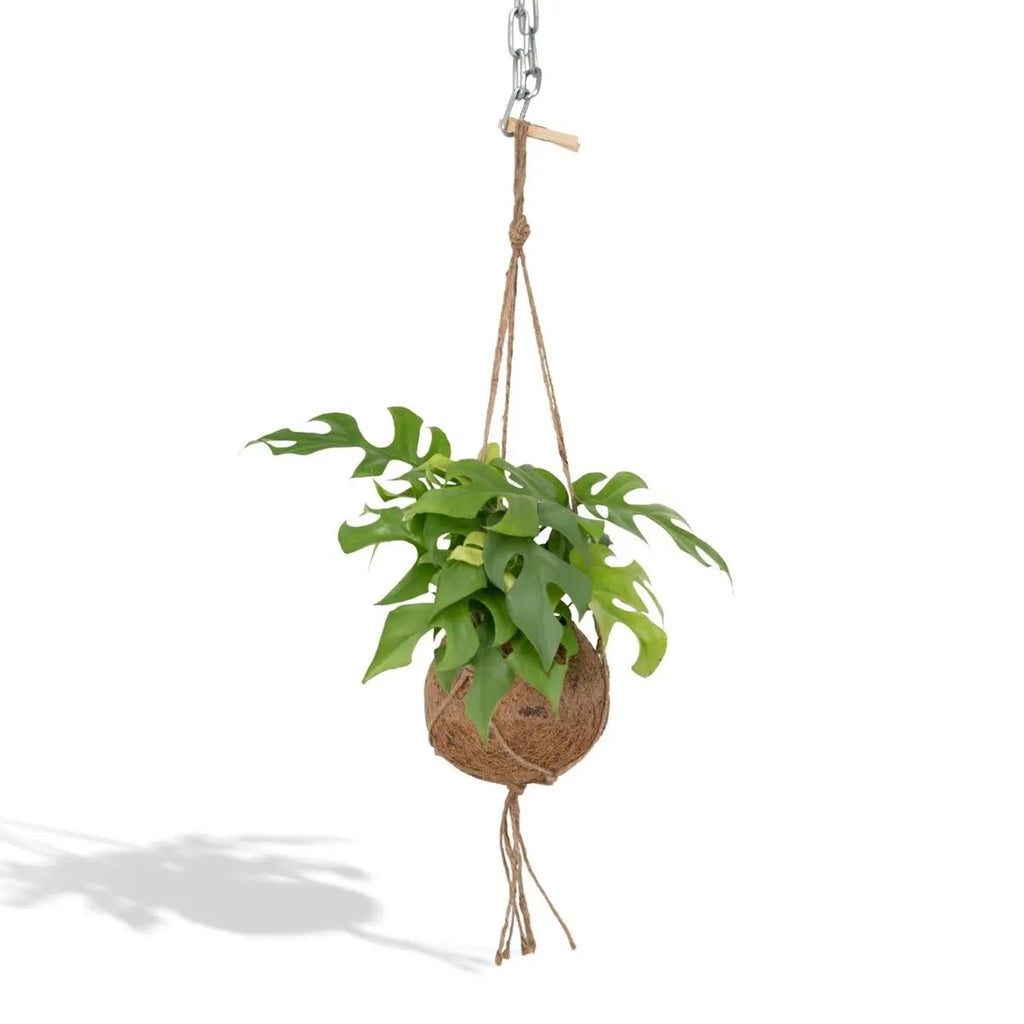 Kokodama Monstera Minima Hang – Lochpflanze – Ø15 cm – ↕25 cm MEERgroothandel Planten