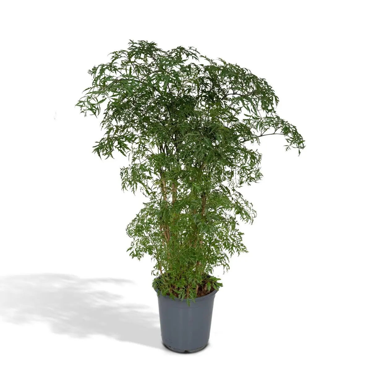 Polyscias Fruticosa - Aralia - Ø21cm - ↕75cm MEERgroothandel Planten