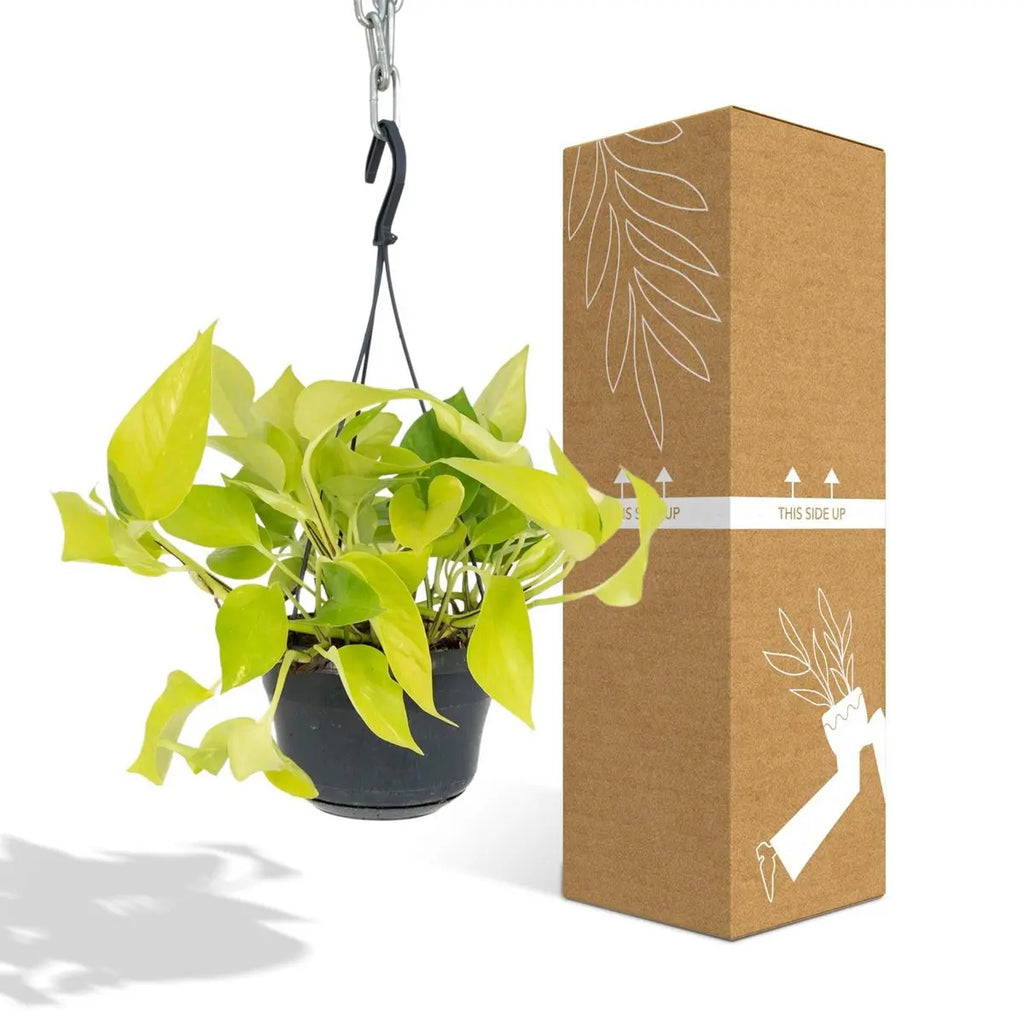 Epipremnum Golden Pothos - Scindapsus - Ø15cm - ↕25cm MEERgroothandel Planten