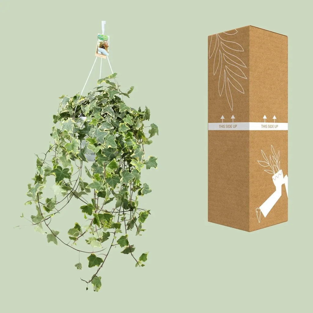 Hedera Helix Gold Child - Hang/xxl - Ø24cm - 50-60↕cm