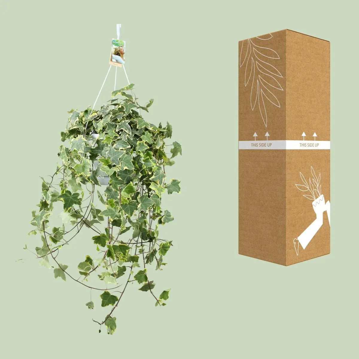 Hedera Helix Gold Child - Hang/xxl - Ø24cm - 50-60↕cm