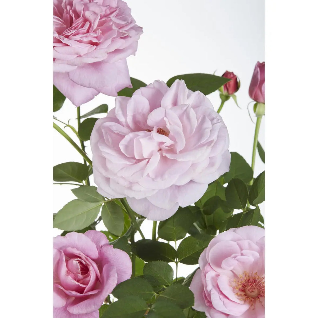 3x - Rosa Crazy in Love 'Pink' - ↨65cm - Ø15 MEERgroothandel Planten