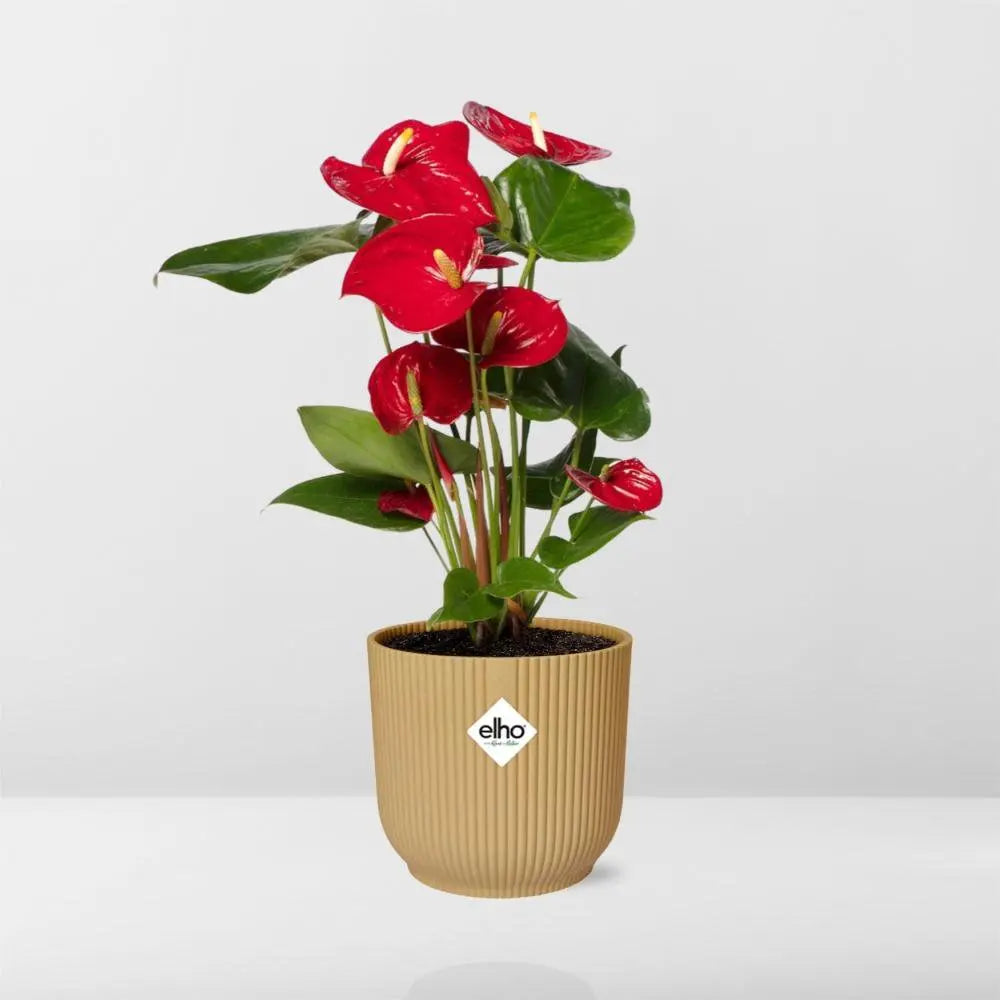 Anthurium rot 12 cm in Elho -Vibes Falten Sie 14 cm Geel MEERgroothandel Planten
