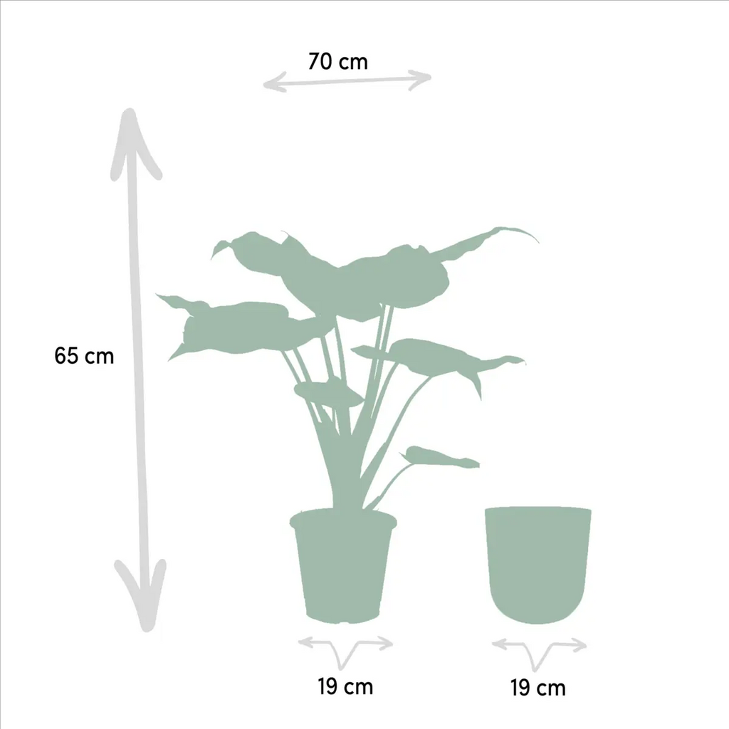 Alocasia cucullata - Ø19cm - ↕65cm + Pot Mayk Lead MEERgroothandel Planten