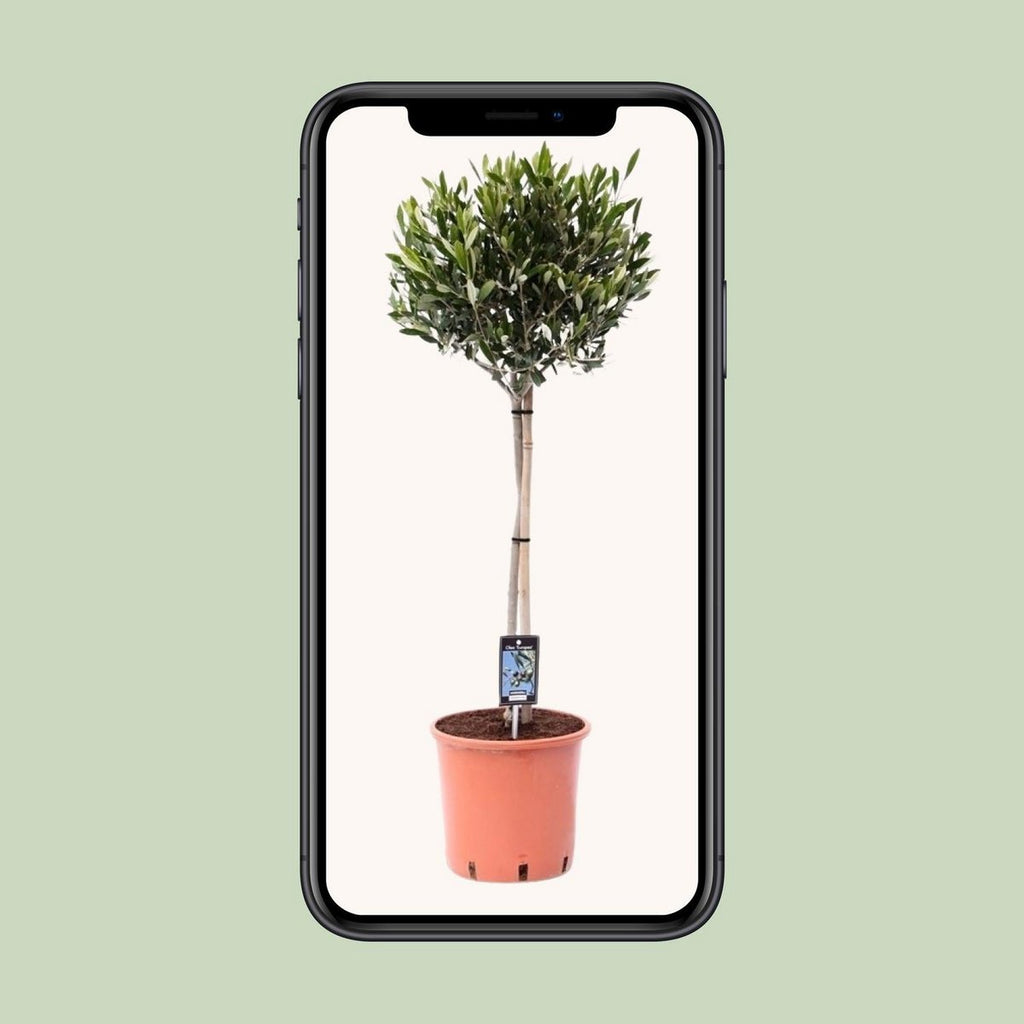 Olea Olive – Olivenbaum Ø22 cm, ca. 100 cm | mediterranes Flair