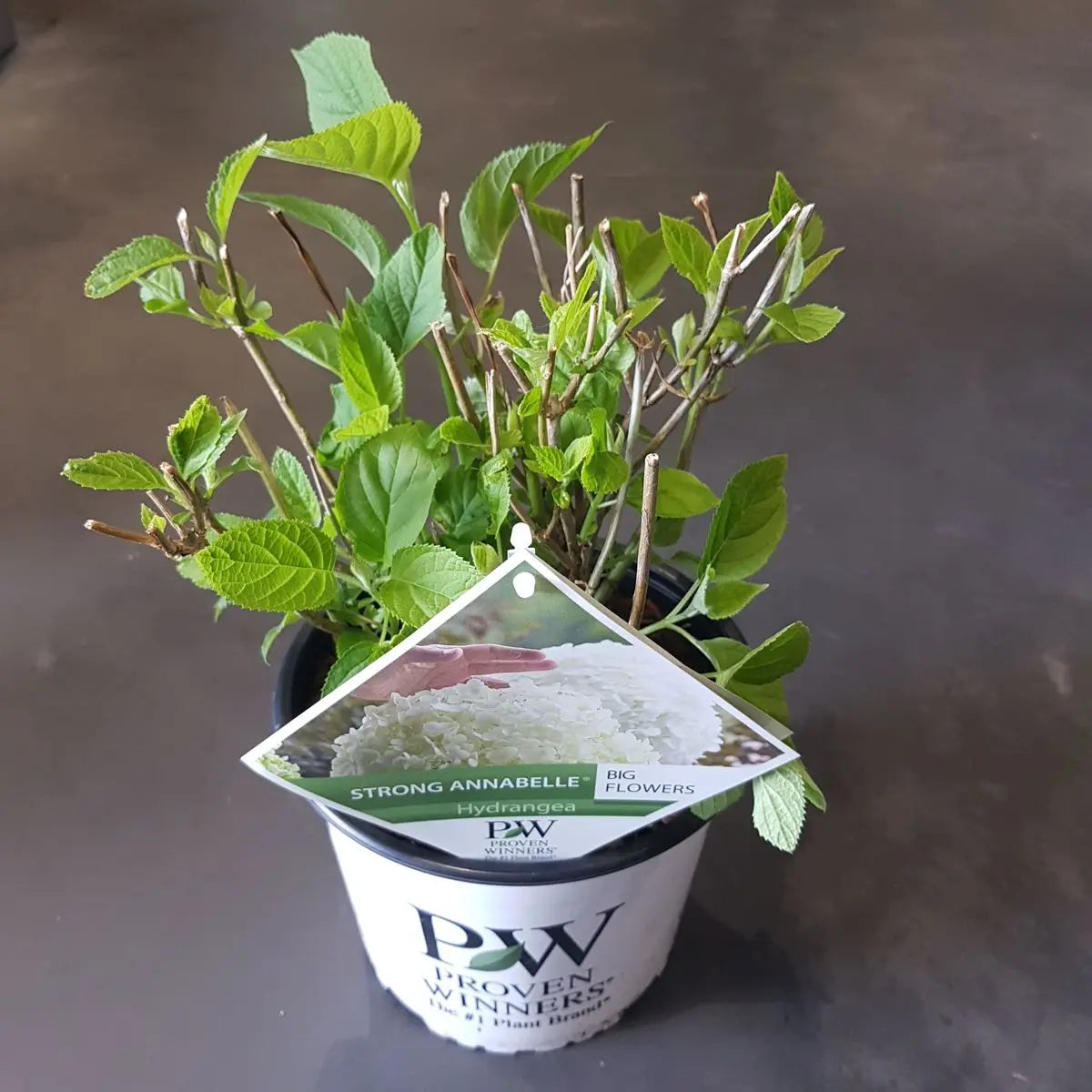 Hortensie Arbo. 'Strong Annabelle' - Ø19cm - ↕30cm MEERgroothandel Planten