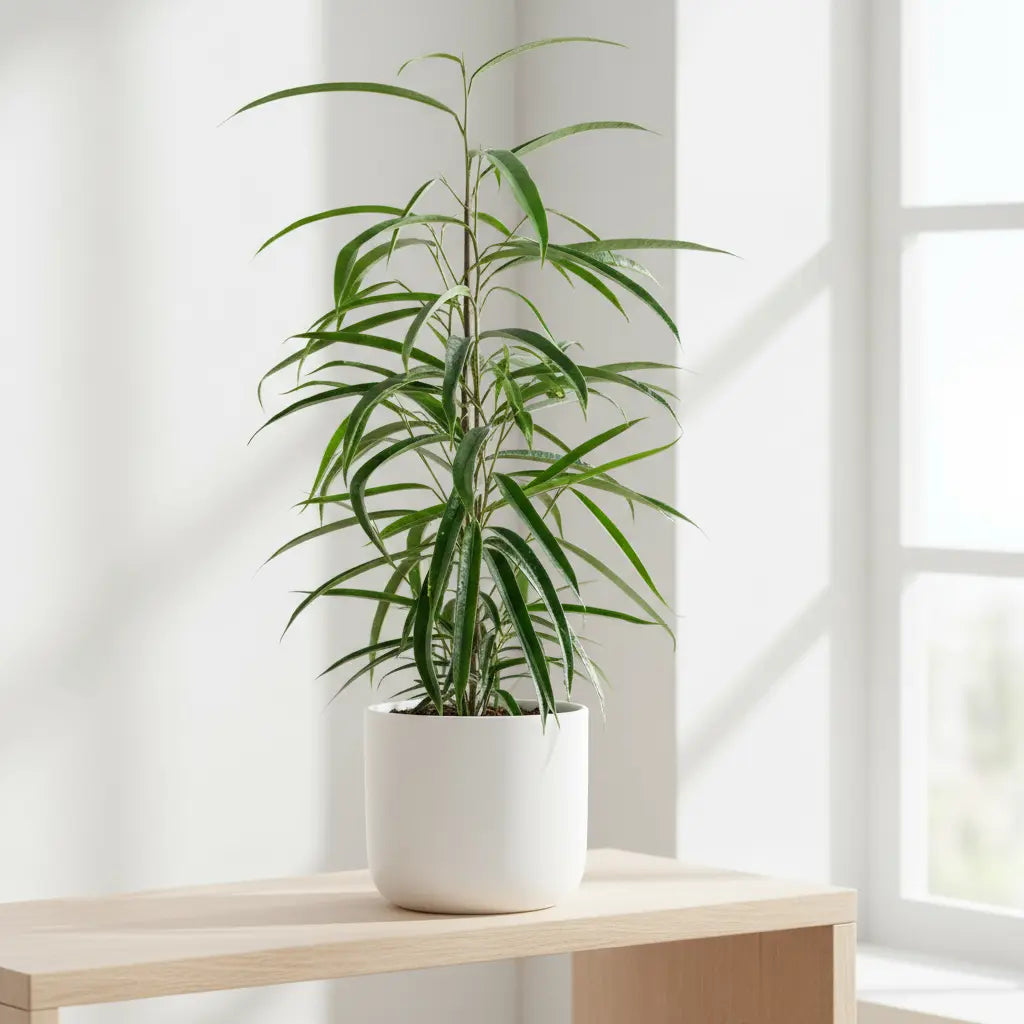 Ficus Binnendijkii 'Alii' - Schmalblättrige Birkenfeige