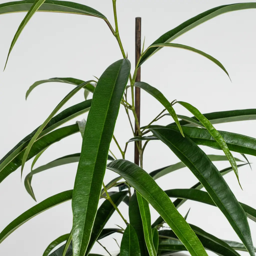Ficus Binnendijkii 'Alii' - Schmalblättrige Birkenfeige