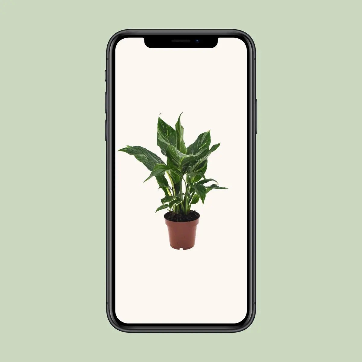 Spathiphyllum Diamond - Ø12cm - ↕40 cm