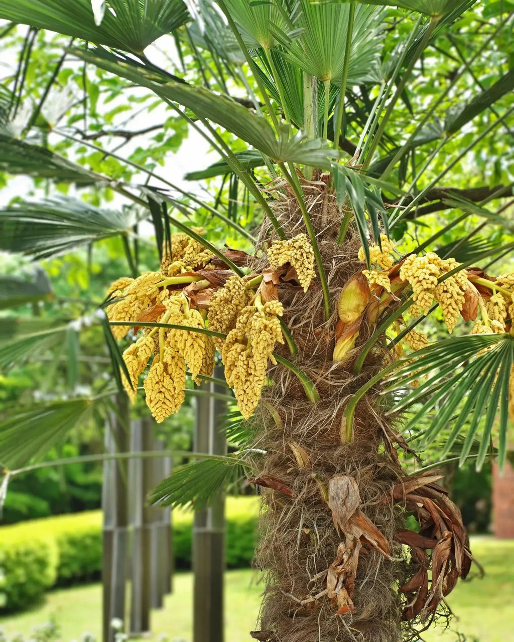 Trachycarpus wagnerianus - Wagner Hanfpalme aus Freilandzucht