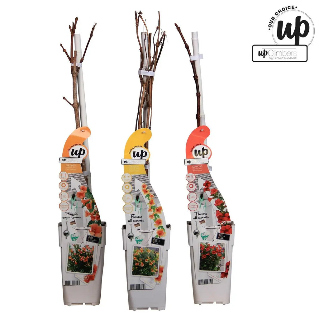 Campsis Summer Set 3er | Trompetenblume Mix Gold Fire Indian Summer - Pille Gartenwelt