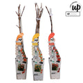 Campsis Summer Set 3er | Trompetenblume Mix Gold Fire Indian Summer - Pille Gartenwelt